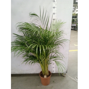Dypsis lutescens   ...Chrysalidoca