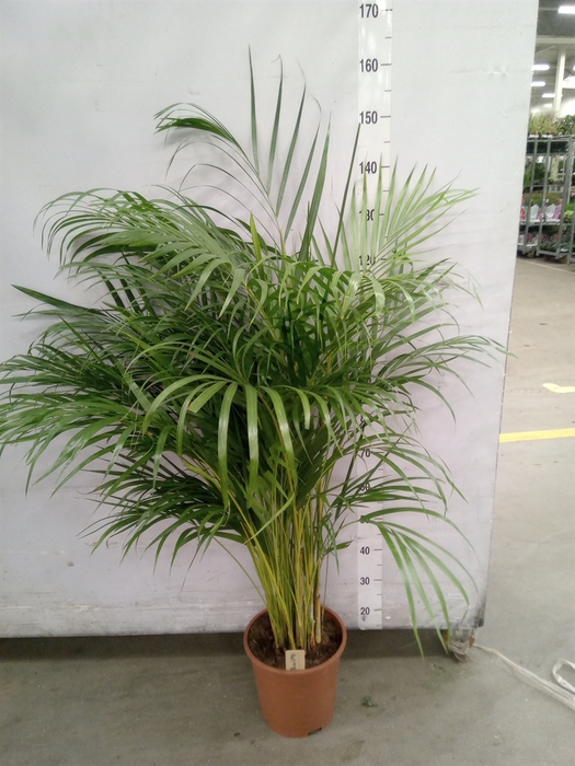 <h4>Dypsis lutescens   ...Chrysalidoca</h4>