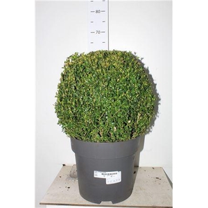 Buxu Sempervirens