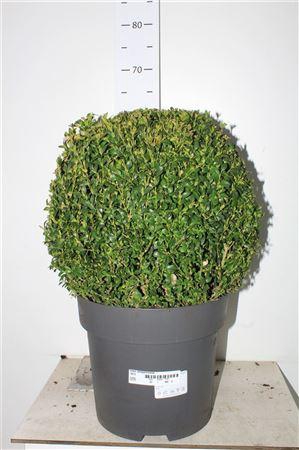 <h4>Buxu Sempervirens</h4>