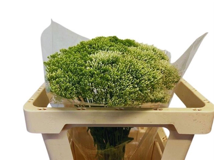 <h4>Trach Lake Powell</h4>