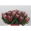 Protea Pink Ice