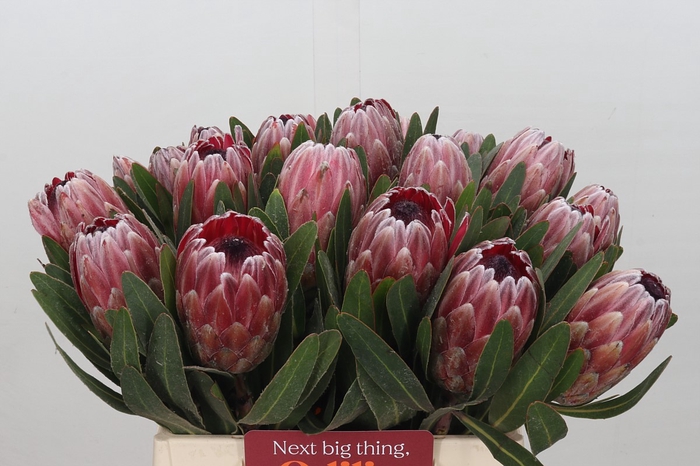 Protea Pink Ice