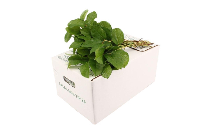 <h4>Salal Baby WBE X5</h4>