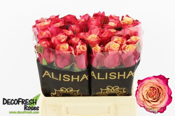 <h4>R Gr Bogart Alisha</h4>