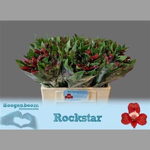 Alstr Rockstar