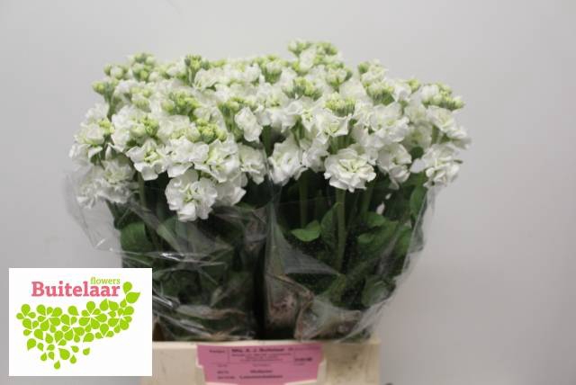 <h4>MATTH IRON WHITE</h4>