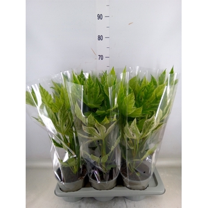 Fatsia japonica 'Variegata'