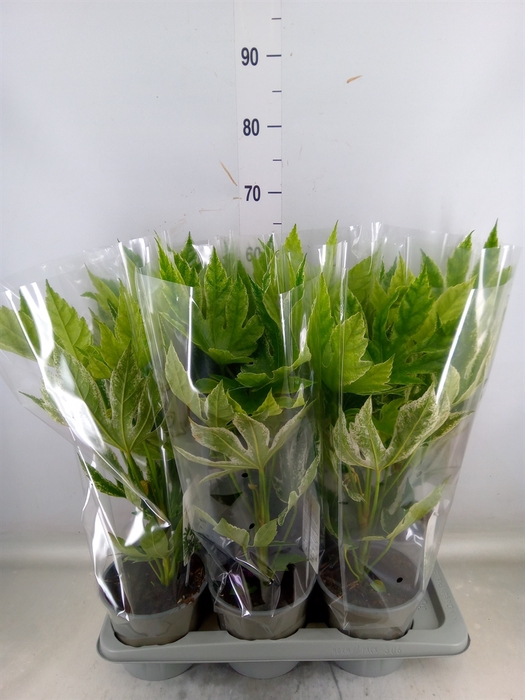 <h4>Fatsia japonica 'Variegata'</h4>