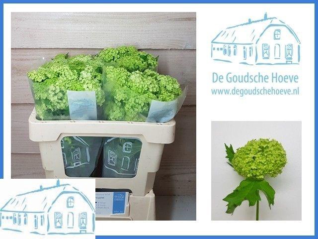 <h4>VIBURNUM ROSEUM ST</h4>