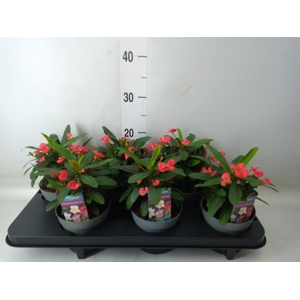 Euphorbia milii 'Maxi Olympia'