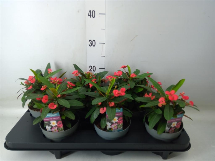 <h4>Euphorbia milii 'Maxi Olympia'</h4>