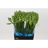 Ornithogalum Mount Fuji