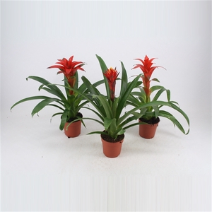 Guzmania mix Rood