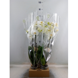 Phalaenopsis   ...white