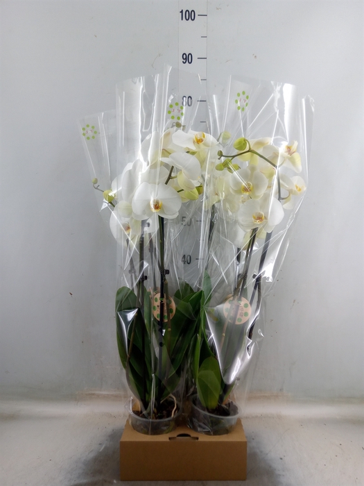 <h4>Phalaenopsis   ...white</h4>