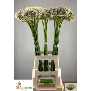 ALLIUM NIGRUM