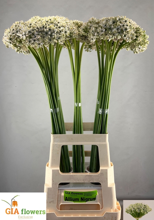 <h4>ALLIUM NIGRUM</h4>