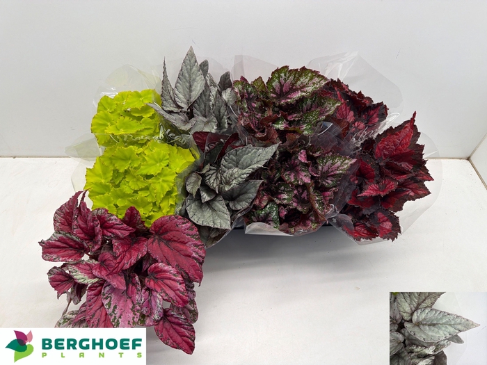 <h4>BEG BEL GEM</h4>