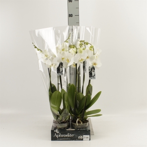 Phalaenopsis  'Ant Nottingham'