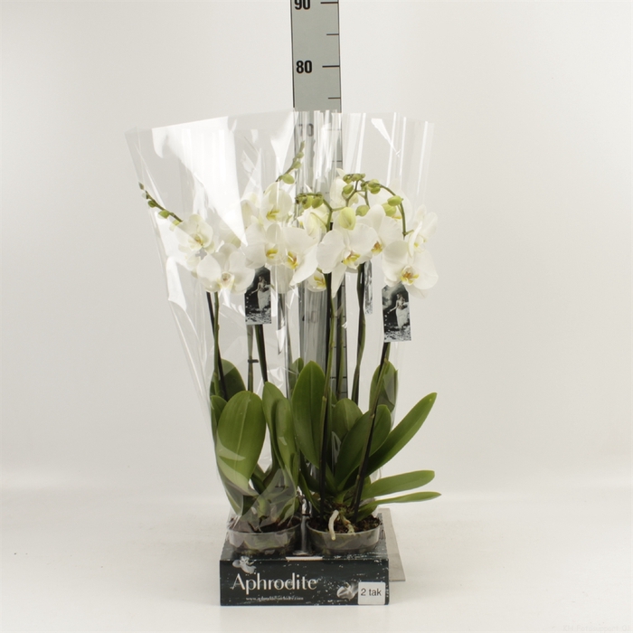 <h4>Phalaenopsis  'Ant Nottingham'</h4>