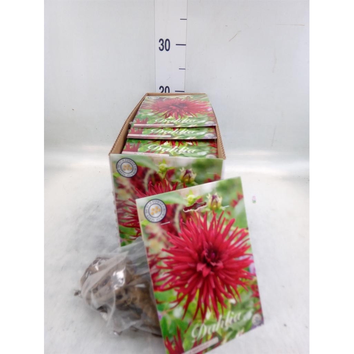 <h4>Dahlia   ...flowerbulbs</h4>