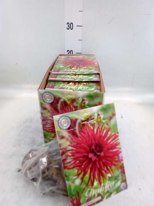 Dahlia   ...flowerbulbs