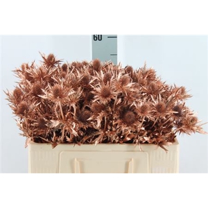 Eryngium Klb Copper X40