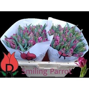 Tu Pa Smiling Parrot