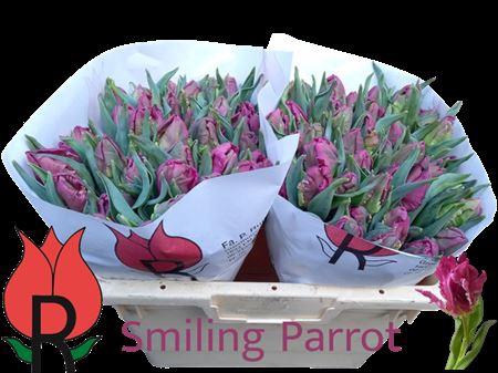 <h4>Tu Pa Smiling Parrot</h4>