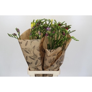Freesia One Xxl Mixed