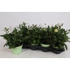 Platyco Gr Astra Whi