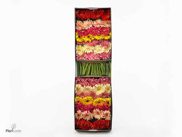 <h4>Gerbera Pasta Mix Diamond</h4>