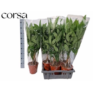 Pachira aquatica 19Ø 90cm