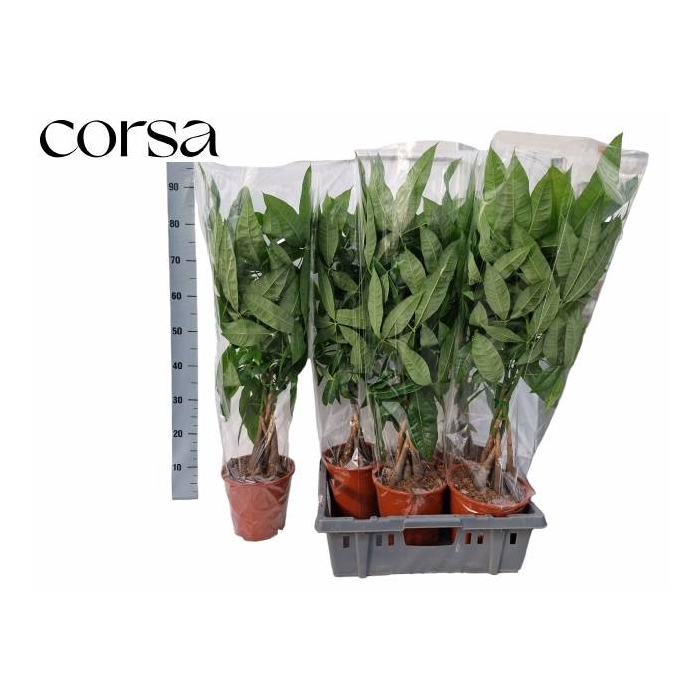 <h4>Pachira aquatica 19Ø 90cm</h4>