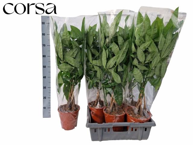 Pachira aquatica 19Ø 90cm