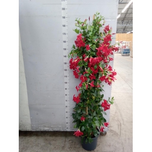Mandevilla sand. 'SumStar Red'