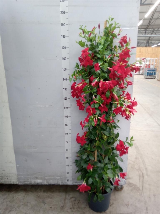<h4>Mandevilla sand. 'SumStar Red'</h4>