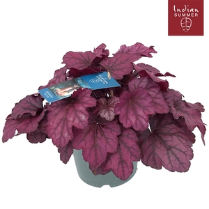 Heuchera 'Indian Summer' Pink
