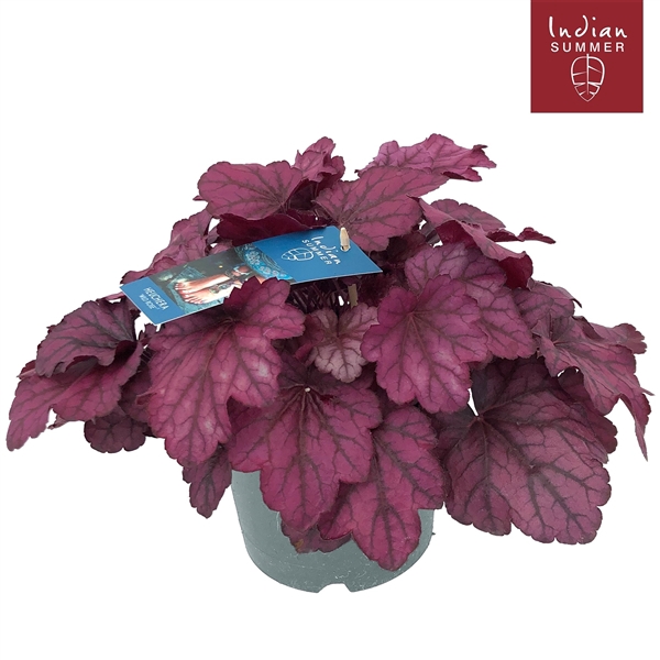 <h4>Heuchera 'Indian Summer' Pink</h4>
