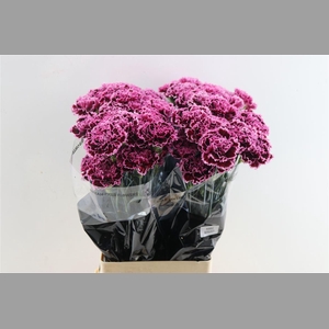 Di St Nobbio Burgundy