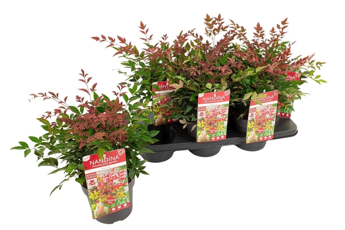 <h4>NAND OBSESSED</h4>