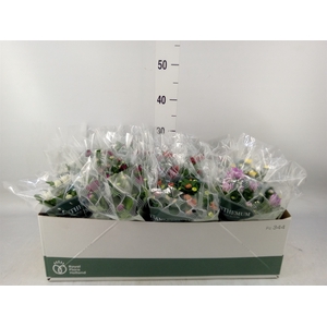 Chrysanthemum   ..mix 8
