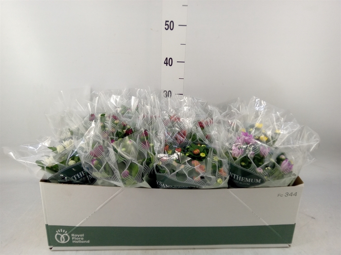 <h4>Chrysanthemum   ..mix 8</h4>