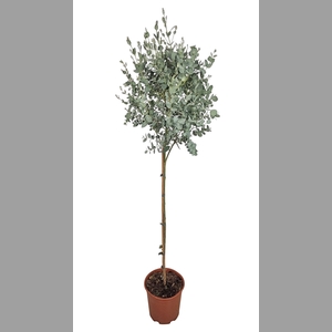 EUCAL GUNNII
