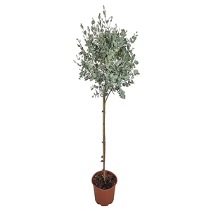 EUCAL GUNNII