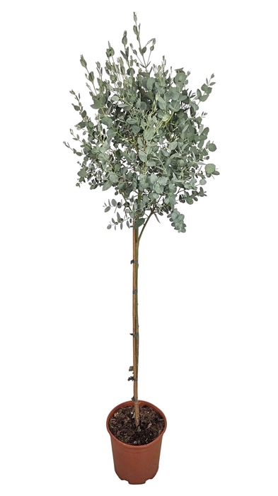 <h4>EUCAL GUNNII</h4>