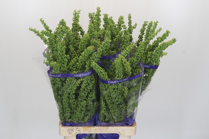 <h4>Rumex Unicorn</h4>