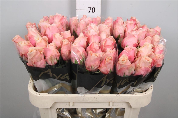 <h4>R Gr Pretty Pillow</h4>