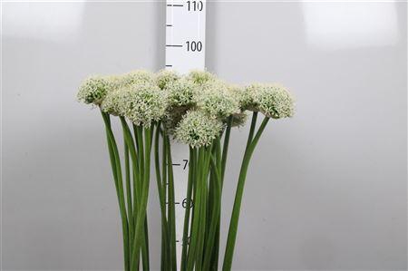 <h4>Allium Mount Everest</h4>